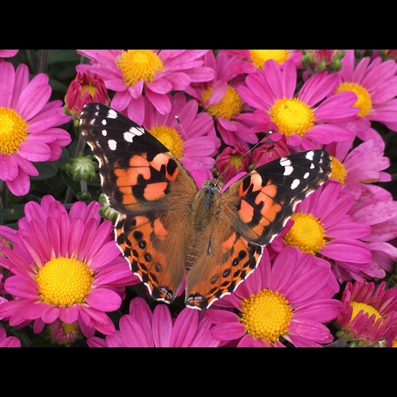 Meet your Posher, Emie - Picture 1 of 1